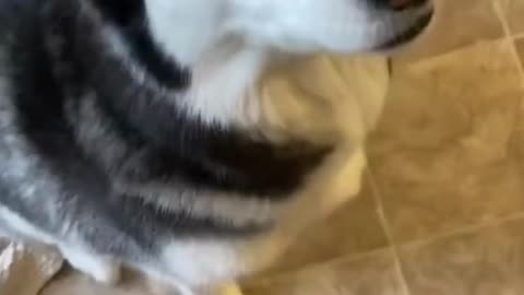 Guilty Husky Tries To Blame Other Dog