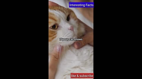 Facts about cats that may surprise you