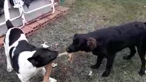 Funny dogs videos - Flokinho and Nina fighting for the sock 1 - Flokinho e Nina brigando pela meia 1