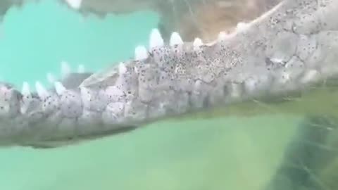 The Miami Zoo has an underwater tunnel for the closest encounter with a crocodile.