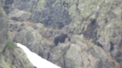 BASE jumper captures indecisive bear cub following mother