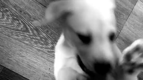 Puppy enjoys being tickled