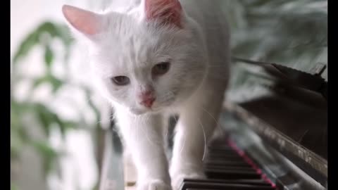 Cat Playing piano like Beethoven: Nora