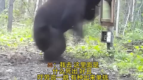 Bears freaky reaction to seeing itself on the mirror