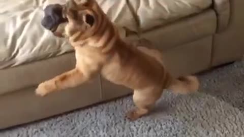 Slowmo brown wrinkly dog tries to jump tan couch but faceplants