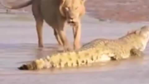 Lions vs Crocodile