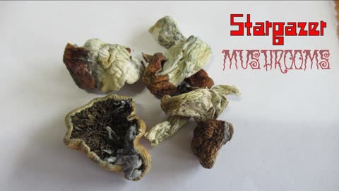 95 Stargazer mushrooms