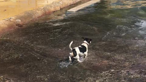 Puppy Dog Snatches Toy From Sea Lion