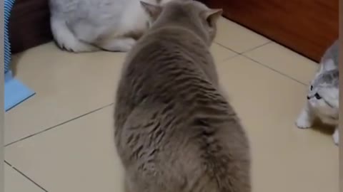 Cat funny Fighting