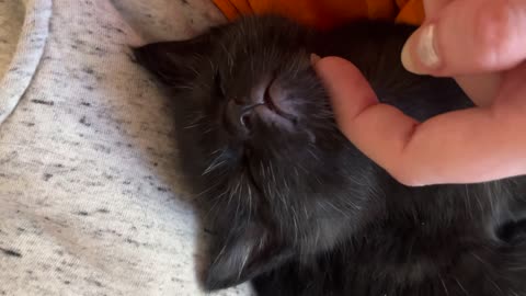 Sweet Tiny Cat Sleeps To Gentle Pets