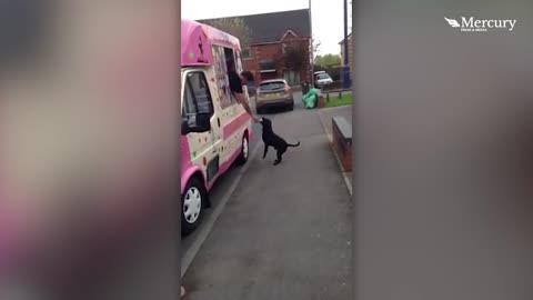 Dog Runs Straight for the Ice Cream Truck