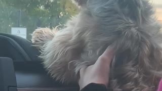 Windshield Wipers Drive Dog Wild