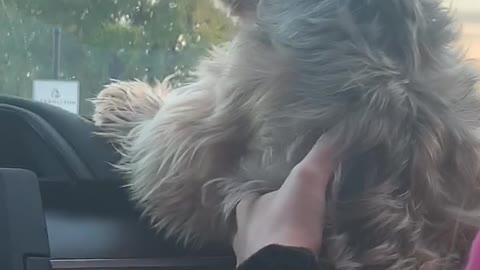 Windshield Wipers Drive Dog Wild