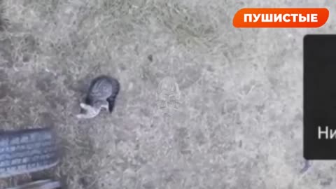 Russia drone airdrop food to some cats