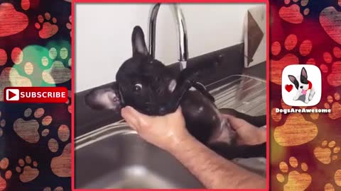 Lovely Puppies Loving Bath Time