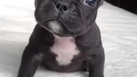 Cute little puppy barking 😍