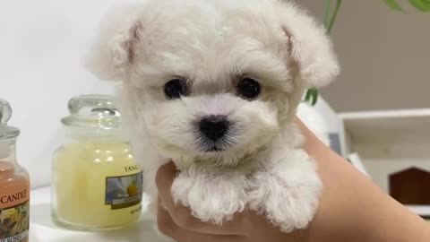 CUTE PUPPY LOOKING AT CAMERA