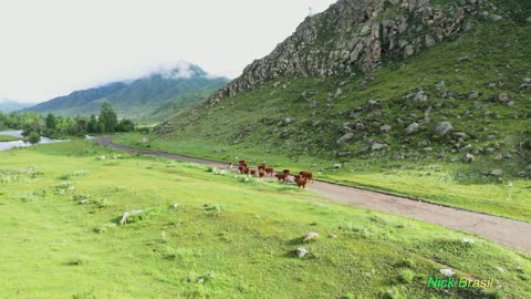 Ouça o som de Vacas berrando