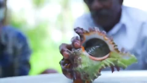 Crazy Indian brother makes a seafood curry with nearly 100 conches