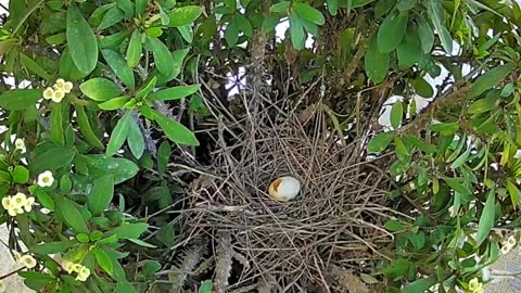 Gila Woodpecker Raids Dove Nest