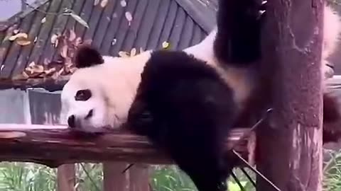 Baby Panda