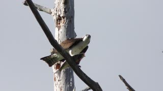 osprey feeds on fish in Florida wetlands