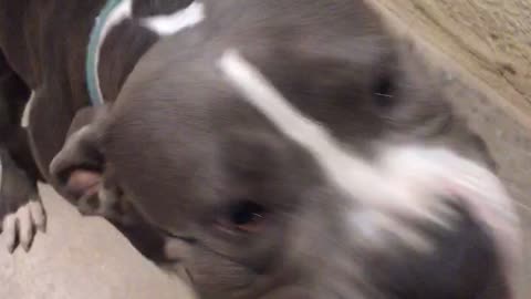 Gray dog getting air blown at its mouth