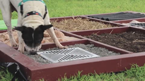 Australian dog enrichment yard