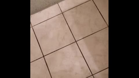 Kittens Playing with Ball in Bathroom