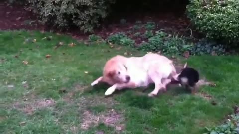 Funny ANIMALS videos😂 Funniest CATS🐱 and DOGS🐶 2024