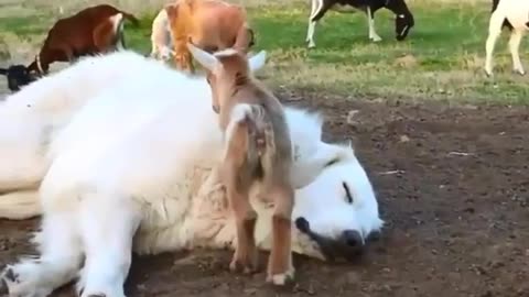 Dog and goats playing