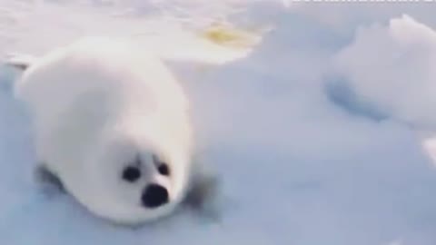 Sealion looking for his mother