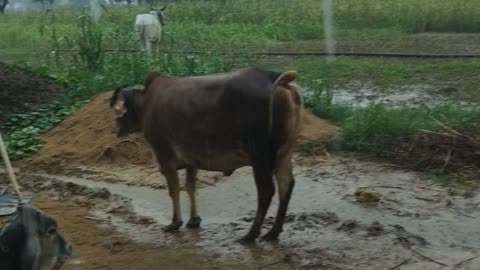 Hamare gaon mein barish Hui bahut jyada