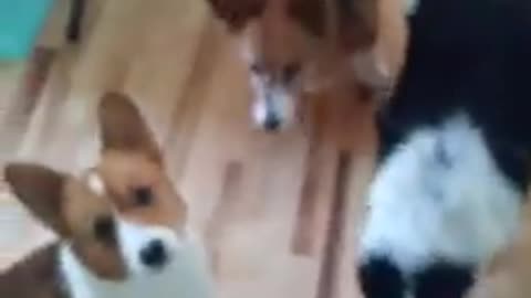 Corgis versus Biscuits