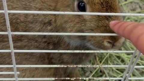 Do you like this rabbit? I prefer white rabbits, because white represents purity