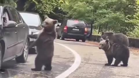 Bear shaking hands with human