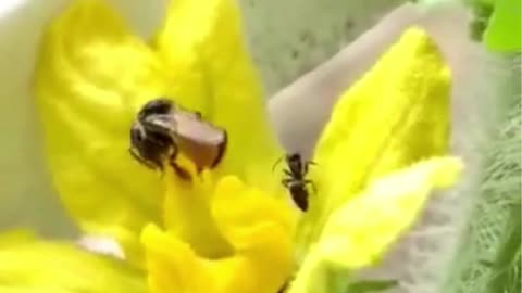 Ants and the bee are playing on the flower| Natural beauty|