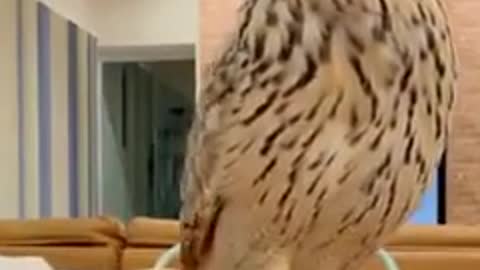 domesticated owl pet