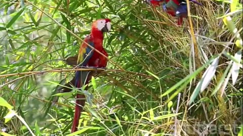 Discover the Stunning Blue and Yellow Macaw of the Amazon