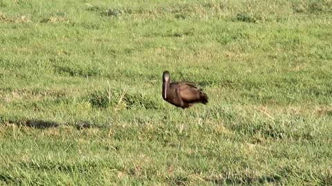 Glossy Ibis Bird