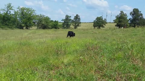 Calf Really Tries to Keep up with Her Horse Buddies