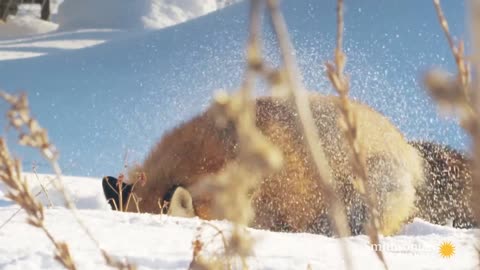 Red Fox Hilariously Pounces Headfirst Into Snow