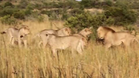 Male Lion, Fierce Battle To Protect The Territory. Don't Mess With a Lion's Territory