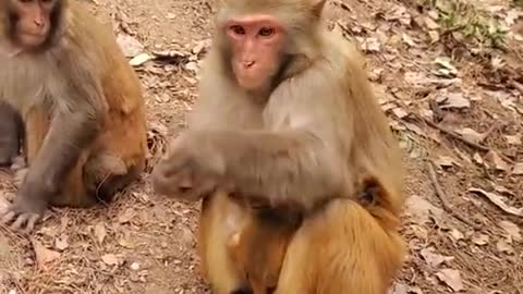 Funny animals Lovely Monkeys Videos