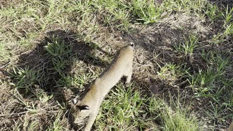 Close call with Florida Bobcat