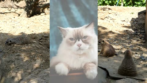 Meet The Ragdoll Cats :))