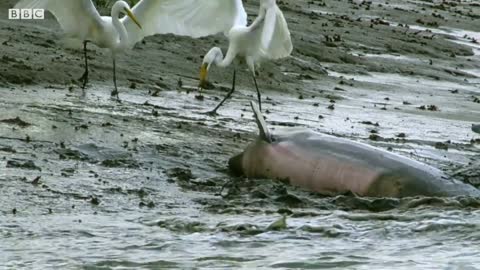 Dolphins and Birds Team Up to Go Fishing | BBC Earth