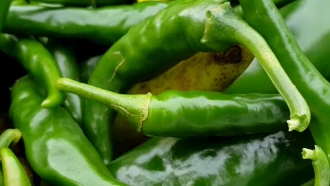 Harvesting & Processing a Huge Variety of Peppers 💯