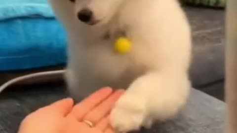 Cute puppy gets trained 🥰😍