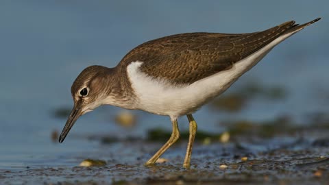 The Common Sandpiper: Close Up HD Footage (Actitis hypoleucos)